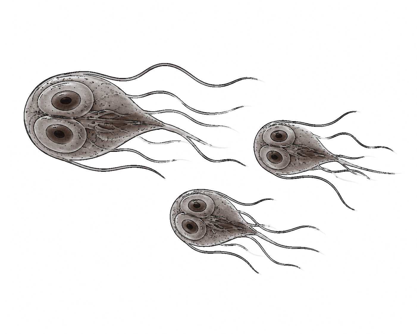 Giardia illustration